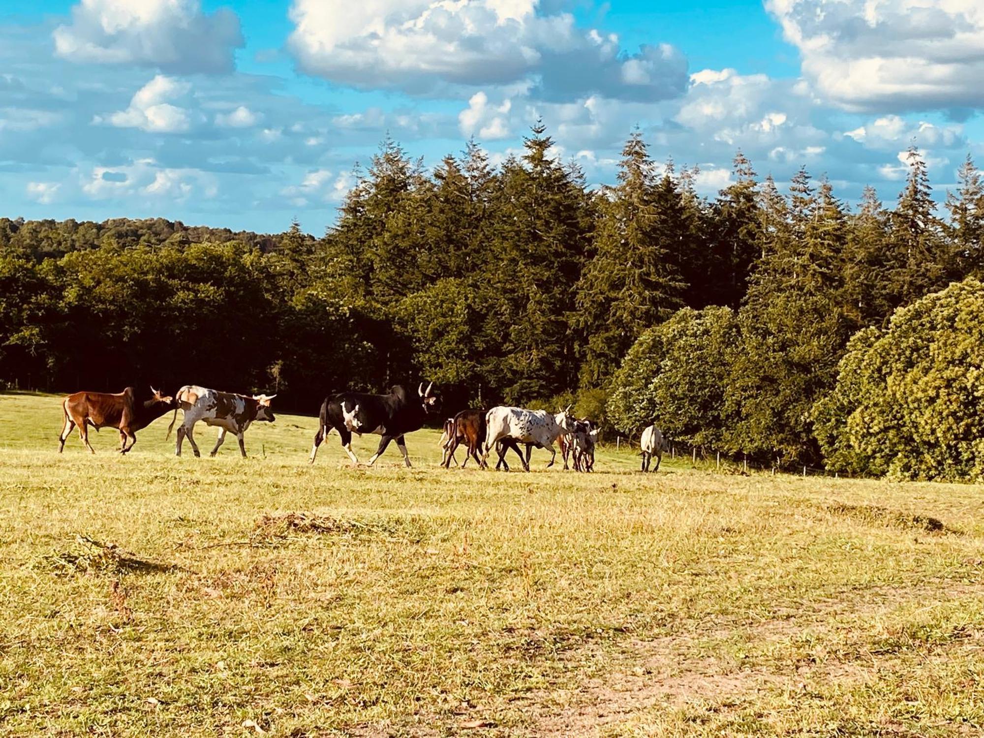 شقة Escapade Dans Un Ranch Le Sourn المظهر الخارجي الصورة